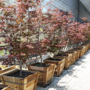 Acer palmatum ‘Bloodgood’ – Japanese Maple