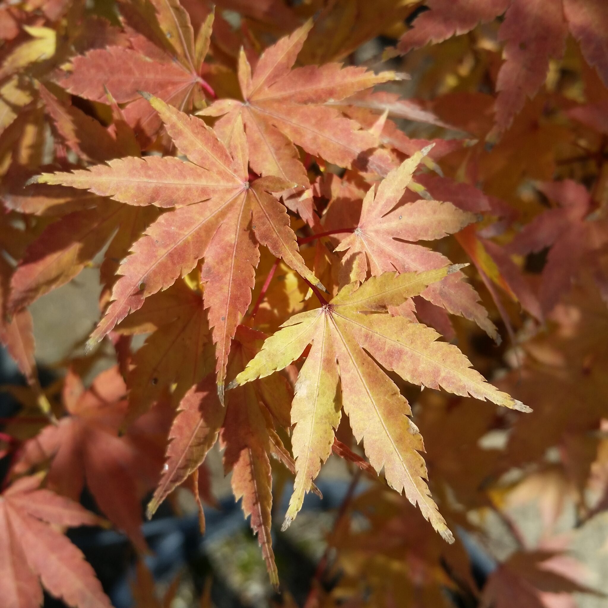 Acer palmatum 