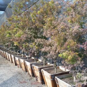 Acer palmatum ‘Seiryu’ – Laceleaf Japanese Maple
