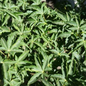 Acer palmatum ‘Shishigashira’ – Lion’s Head Japanese Maple