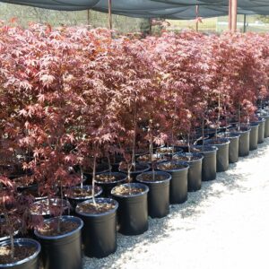 Acer palmatum ‘Atropurpureum’ – Japanese Maple