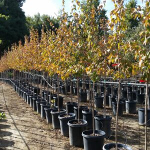 Acer rubrum ‘Red Sunset’ – Red Maple