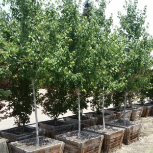 Acer rubrum ‘Red Sunset’ – Red Maple