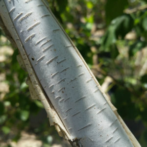 Betula pendula – European White Birch