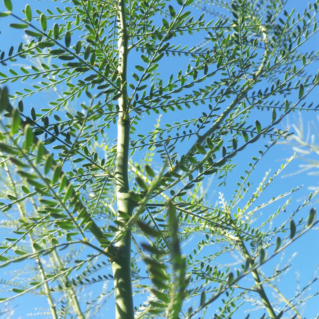 Cercidium Hybrid Desert Museum Palo Verde Tree Mid Valley Trees