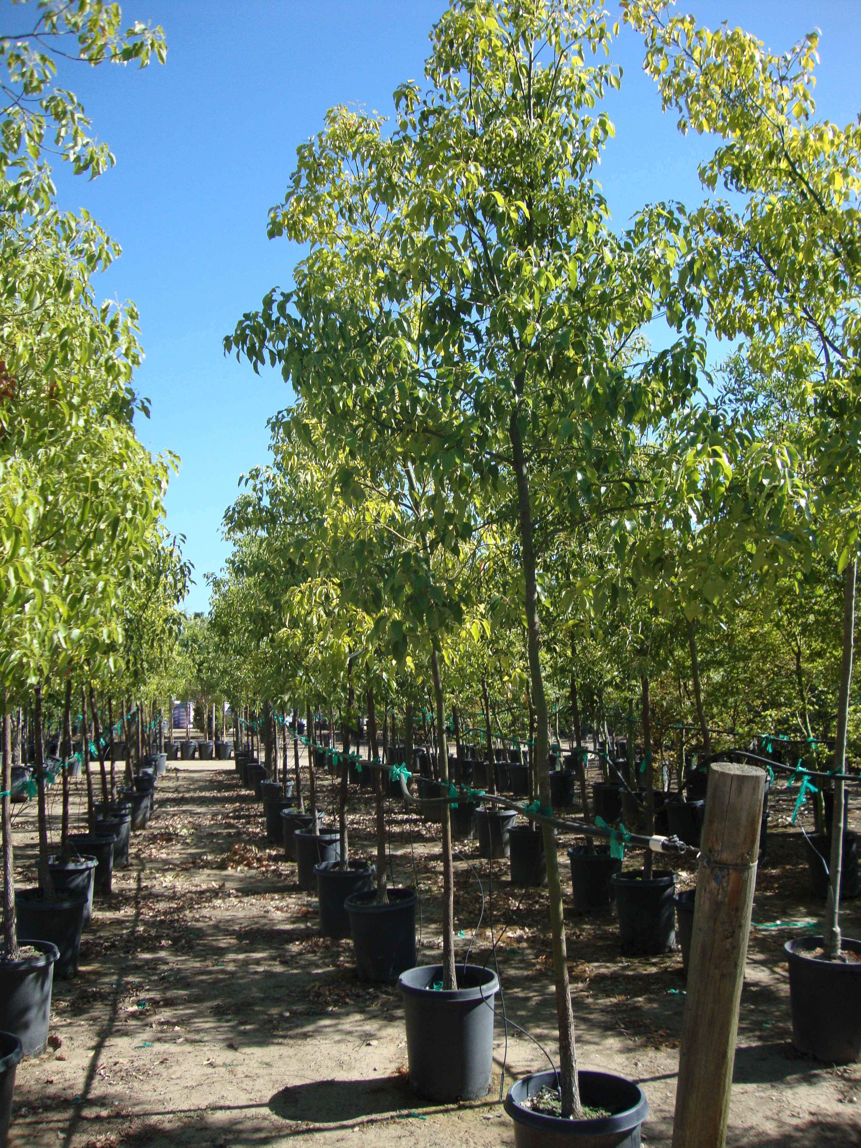 cinnamomum camphora - camphor tree - mid valley trees