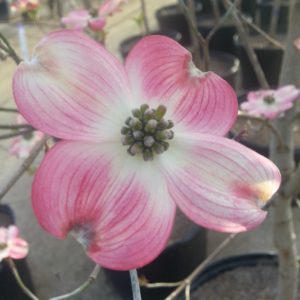 cherokee brave dogwood slow