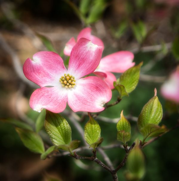 cherokee brave dogwood growth rate