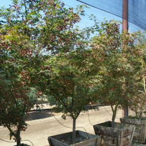 Acer palmatum ‘Suminagashi’ – Japanese Maple SOLD OUT