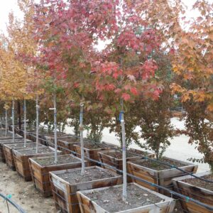 Acer rubum ‘Autumn Blaze’ – Red Maple