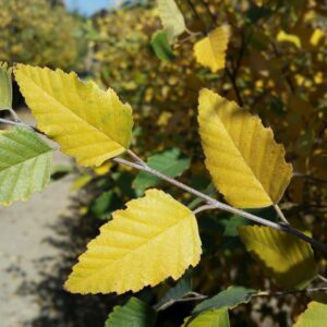 Betula nigra ‘Dura Heat’ – River Birch