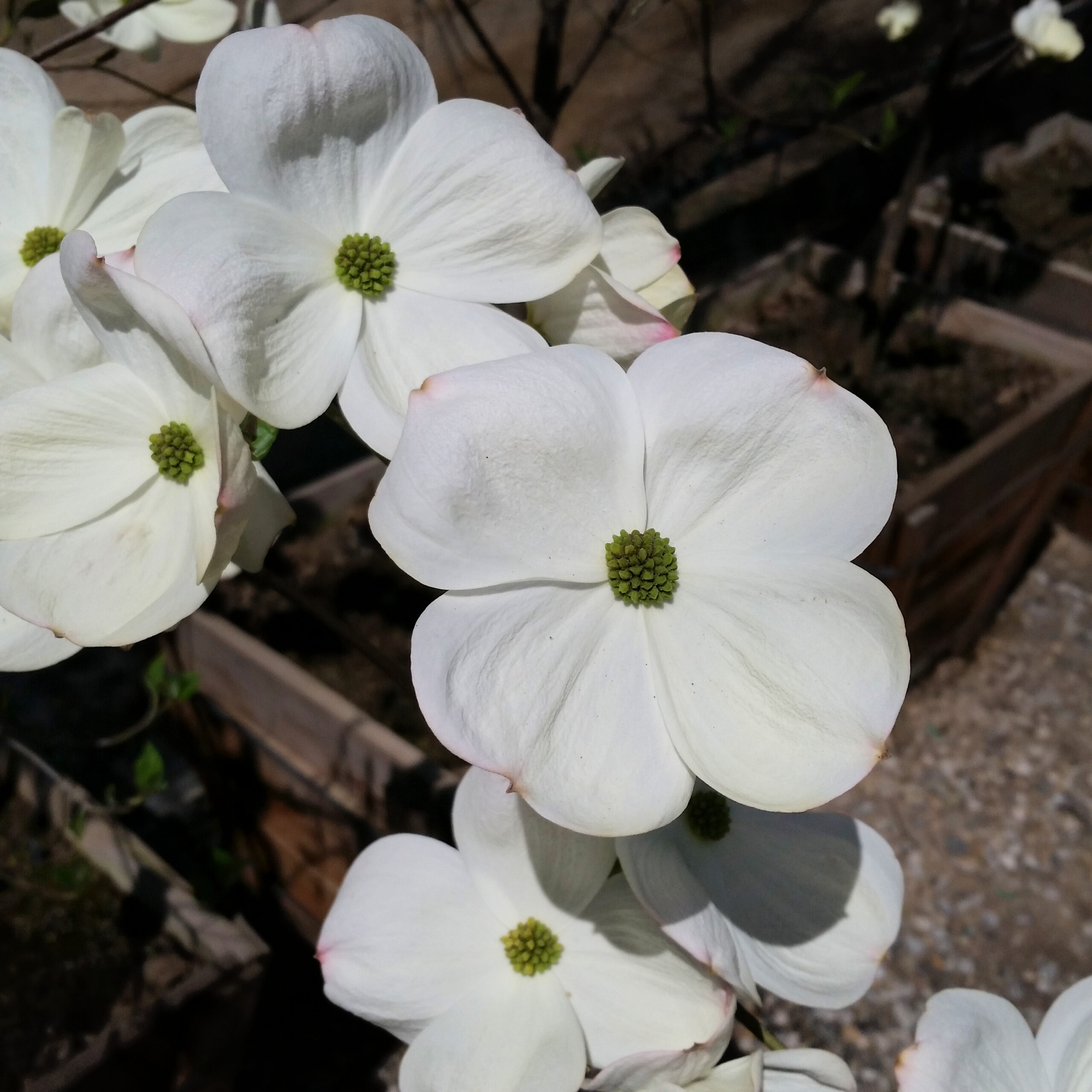 Cornus Nuttallii X Florida