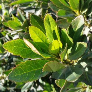 Little Emperor Dwarf Japanese Blueberry Tree - Japanese Blueberry Tree Poisonous