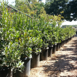 Elaeocarpus decipiens – Japanese Blueberry Tree