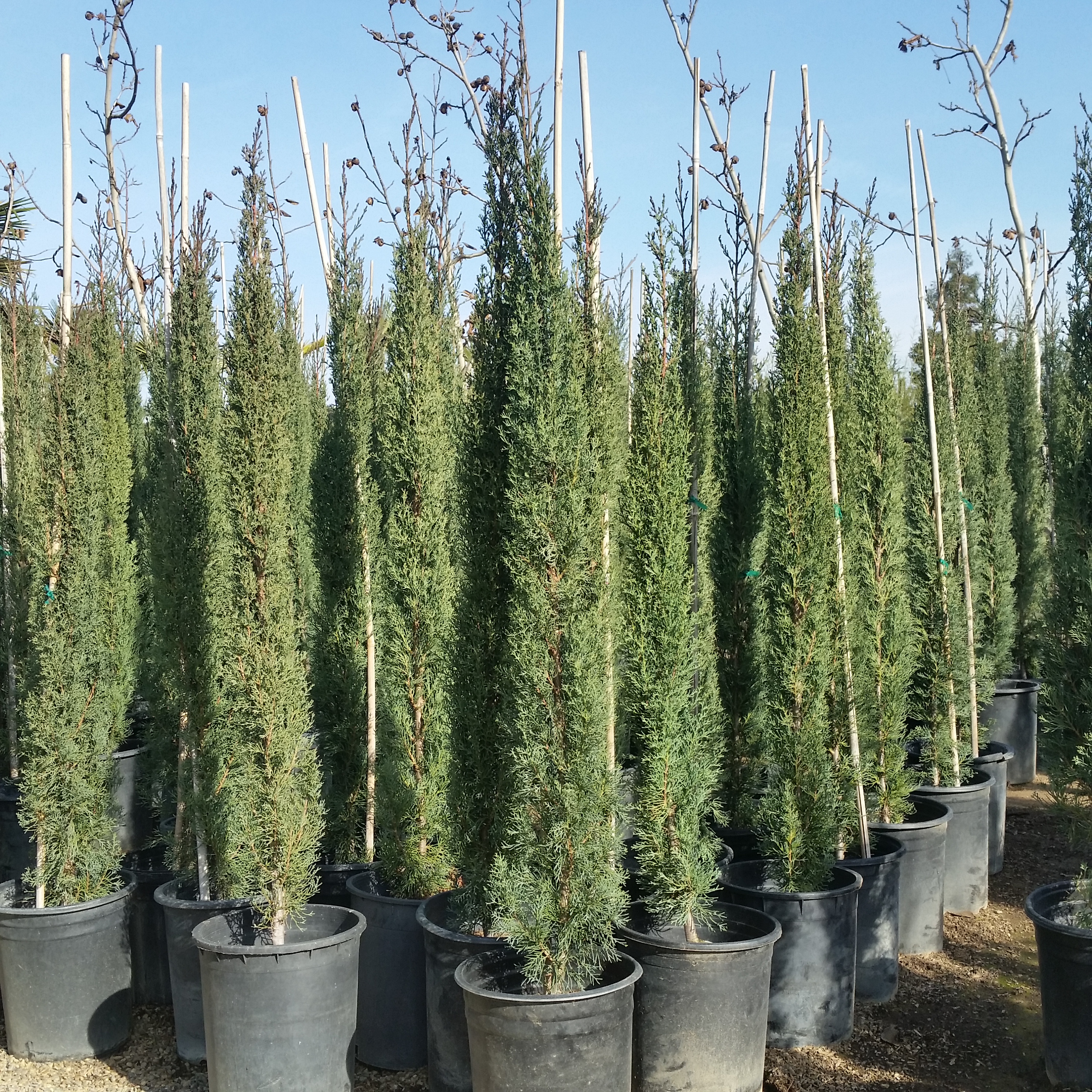 Cupressus sempervirens - Italian Cypress - Mid Valley Trees