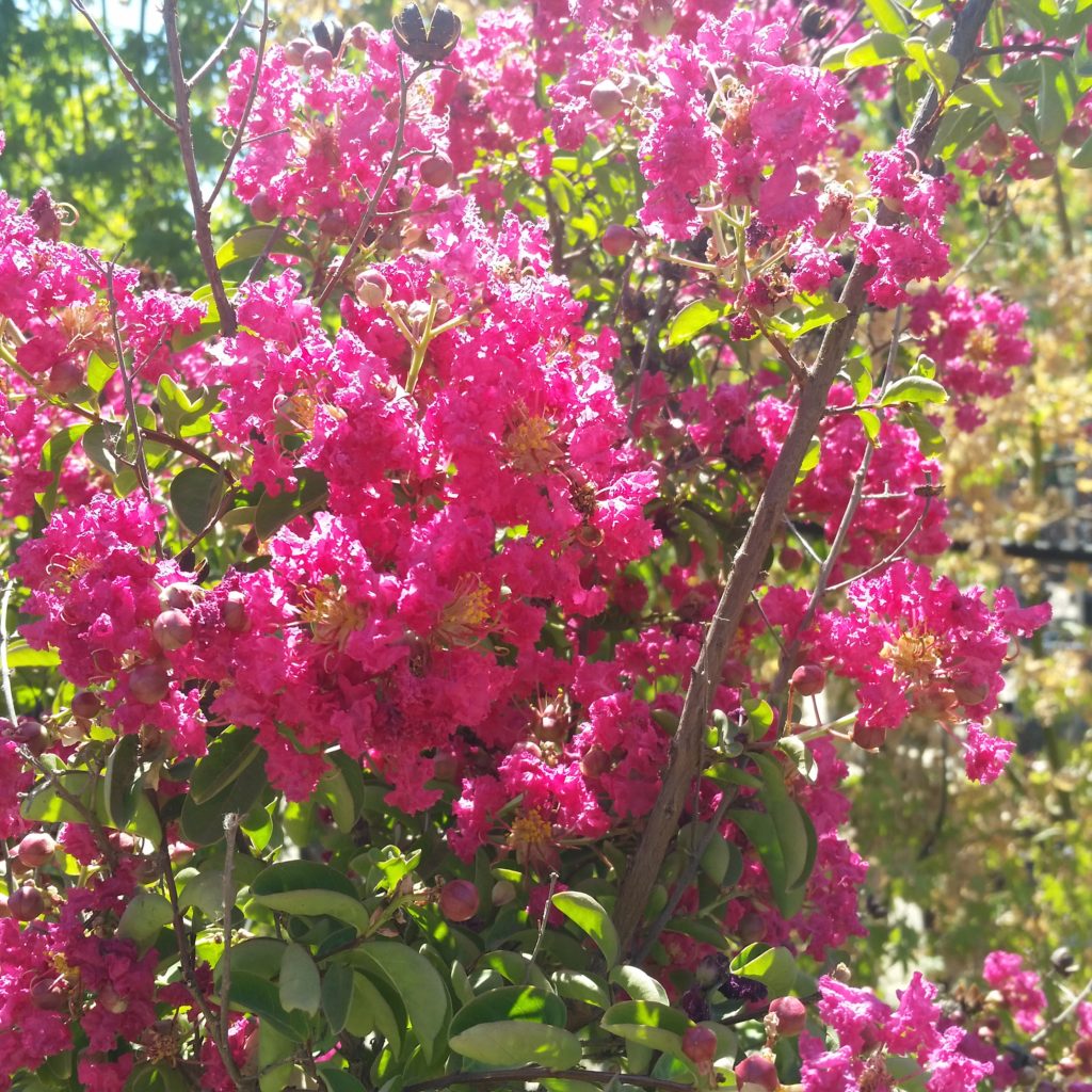 Lagerstroemia indica 'Cherokee' - Crape Myrtle SOLD OUT - Mid Valley Trees