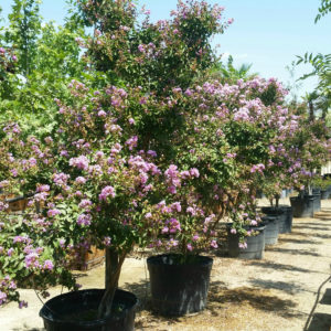 Lagerstroemia indica x fauriei ‘Muskogee’ – Crape Myrtle