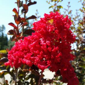 Lagerstroemia indica ‘Red Rocket’ – Crape Myrtle