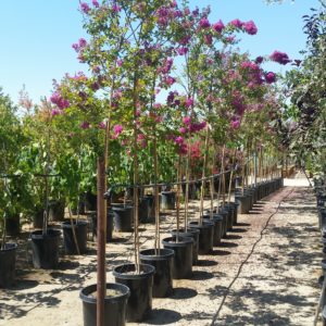 Lagerstroemia indica ‘Twilight’ – Crape Myrtle SOLD OUT