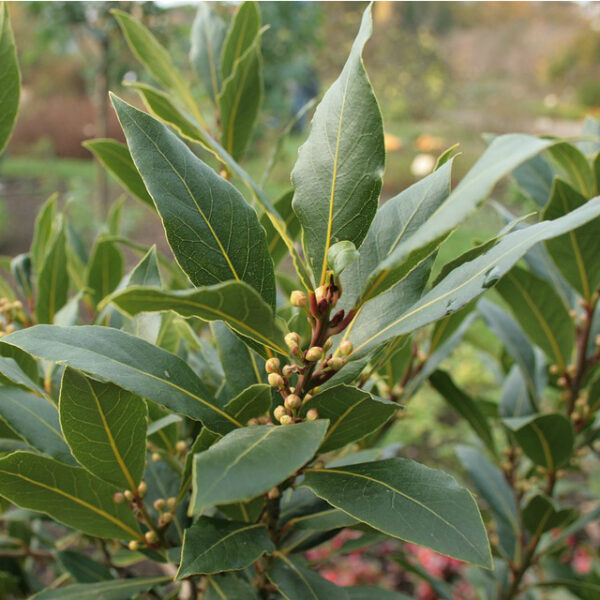 Laurus Nobilis Sweet Bay Tree Mid Valley Trees