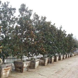 Magnolia grandiflora ‘Little Gem’ – Dwarf Southern Magnolia