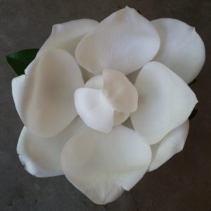 Magnolia grandiflora ‘D.D. Blanchard’ – Southern Magnolia