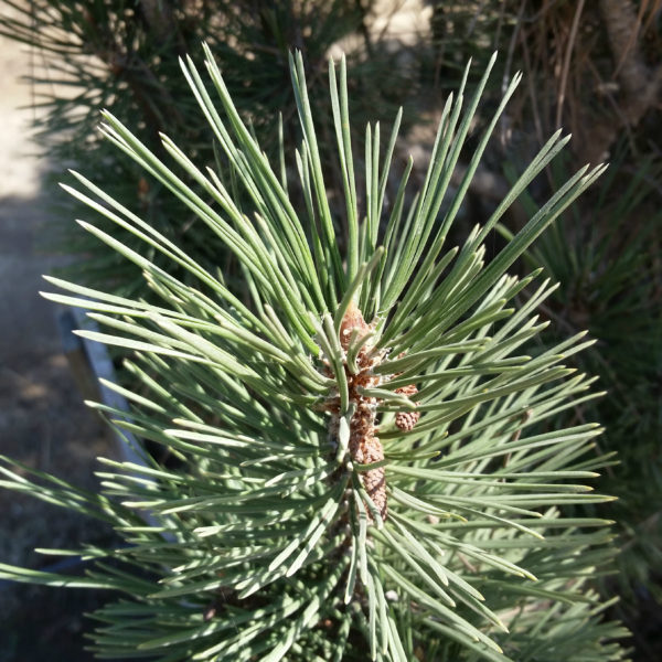 Arnold Sentinal Austrian Black Pine