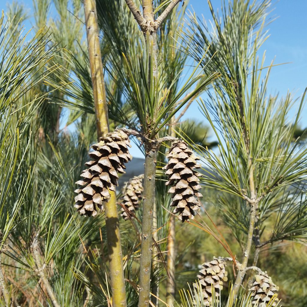 Pinus strobus 'Fastigiata' - Eastern White Pine - Mid ...