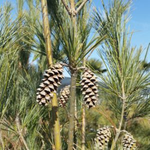 Pinus strobus ‘Fastigiata’ – Eastern White Pine SOLD OUT