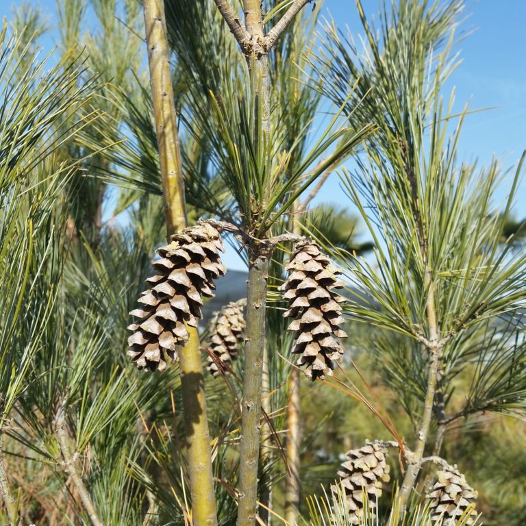 eastern white pine