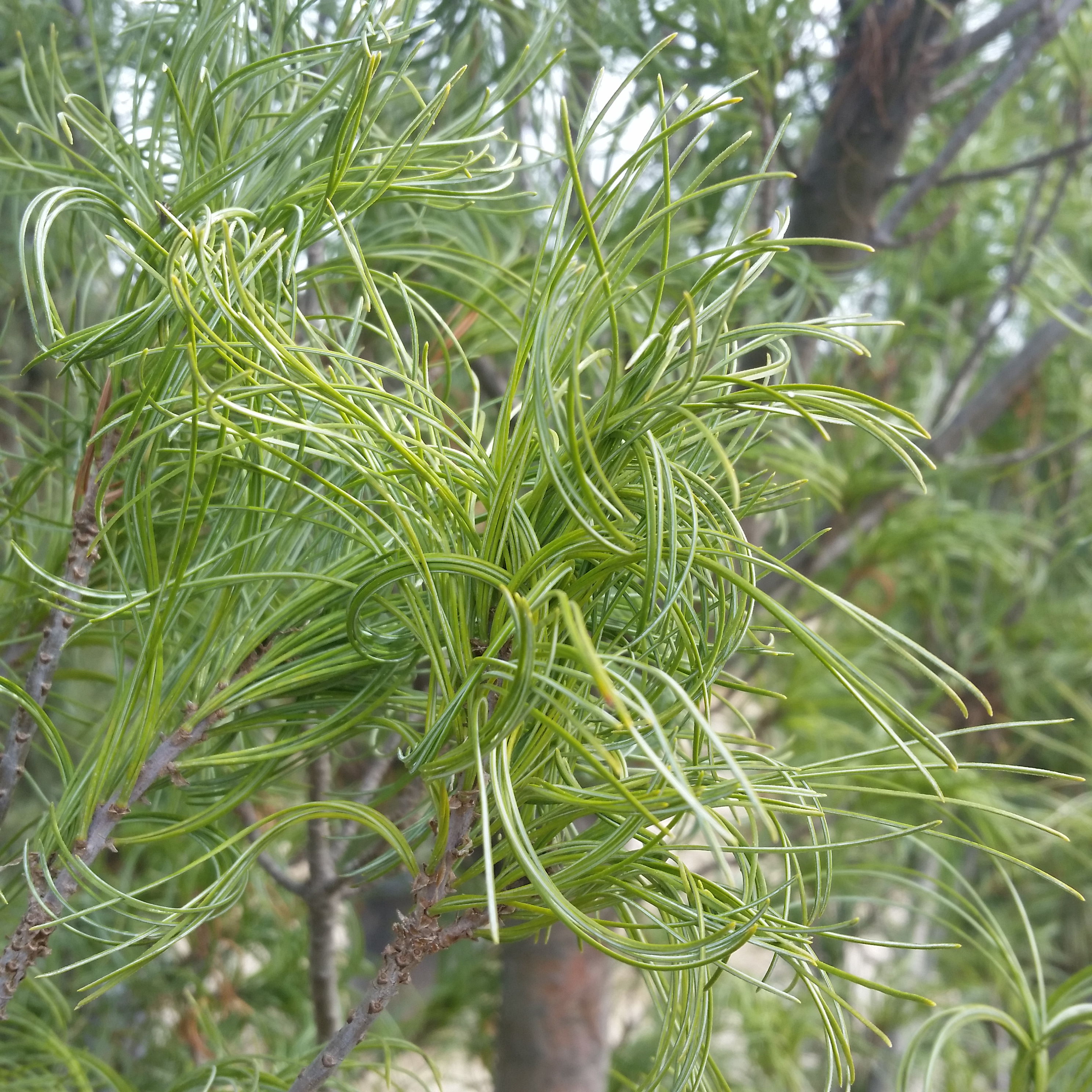 Pinus strobus 'Torulosa' - Twisted White Pine - Mid Valley ...
