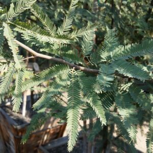 Prosopis ‘Phoenix’ – Thornless Mesquite