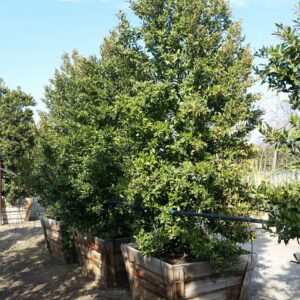 Prunus caroliniana ‘Bright and Tight’ – Compact Carolina Cherry Laurel