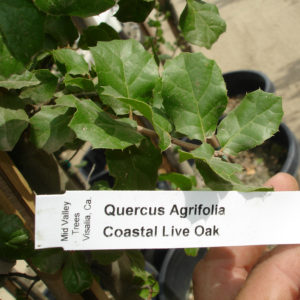 Quercus agrifolia – Coast Live Oak
