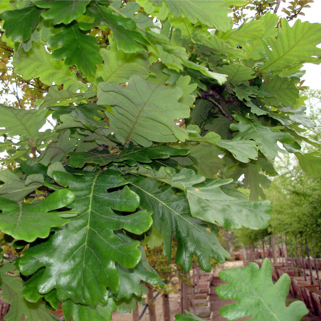 Quercus frainetto 'Forest Green' - Hungarian Oak - Mid ...