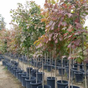 Quercus rubra – Red Oak