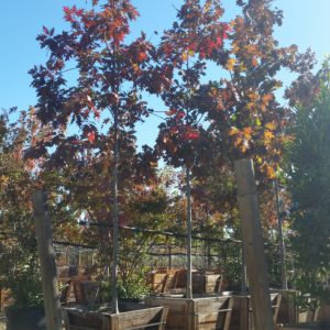 Quercus shumardii – Shumard Red Oak