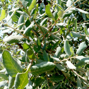 Quercus suber – Cork Oak