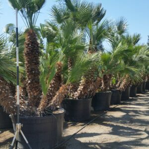 Chamaerops humilis – Mediterranean Fan Palm