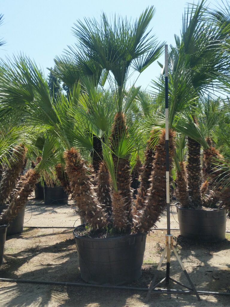 Chamaerops humilis - Mediterranean Fan Palm - Mid Valley Trees