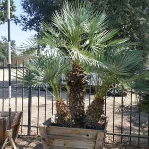 Chamaerops humilis var. cerifera – Atlas Mountain Palm