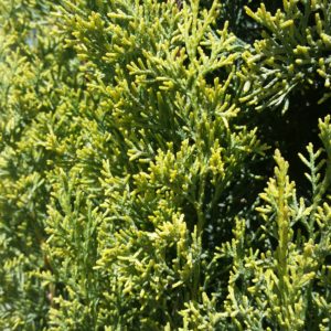 Cupressus sempervirens ‘Swane’s Golden’ – Golden Italian Cypress SOLD OUT