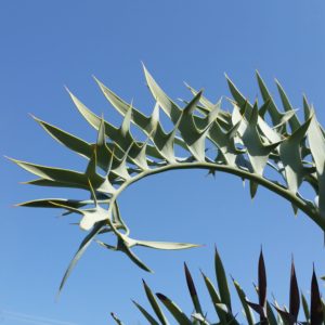 Encephalartos horridus – Eastern Cape Blue Cycad