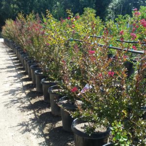 Lagerstroemia indica ‘Whit IX’ Double Feature – Crape Myrtle