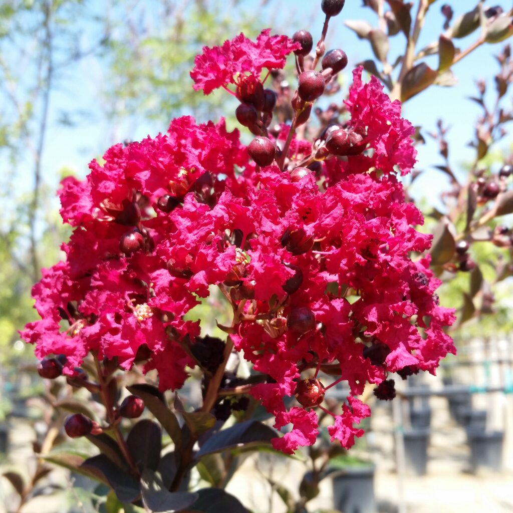 Lagerstroemia indica Whit IX Double Feature - Crape Myrtle - Mid 