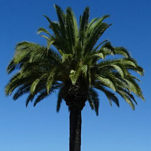 Phoenix canariensis – Canary Island Date Palm