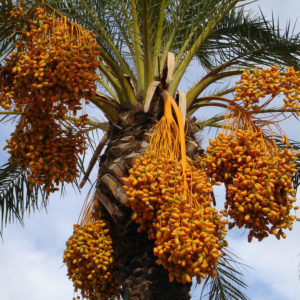 Phoenix dactylifera – Date Palm