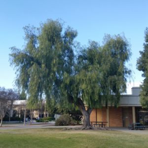 Schinus molle – California Pepper Tree