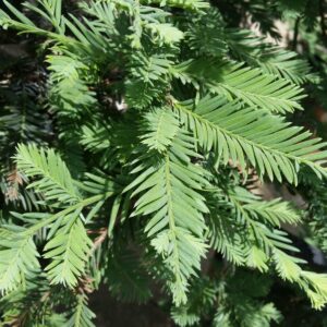 Sequoia sempervirens ‘Aptos Blue’ – Coast Redwood