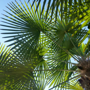 Trachycarpus excelsa – Windmill Palm